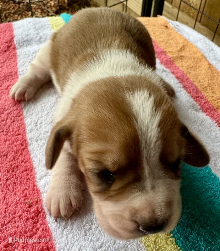 Puppy 4 – Basset Hound puppy for sale in Lawrenceburg, TN