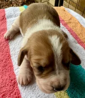 Puppy 4, a female Basset Hound for sale in Lawrenceburg, TN – 1 of 3