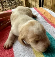 Puppy 7, a female Basset Hound for sale in Lawrenceburg, TN – 1 of 3
