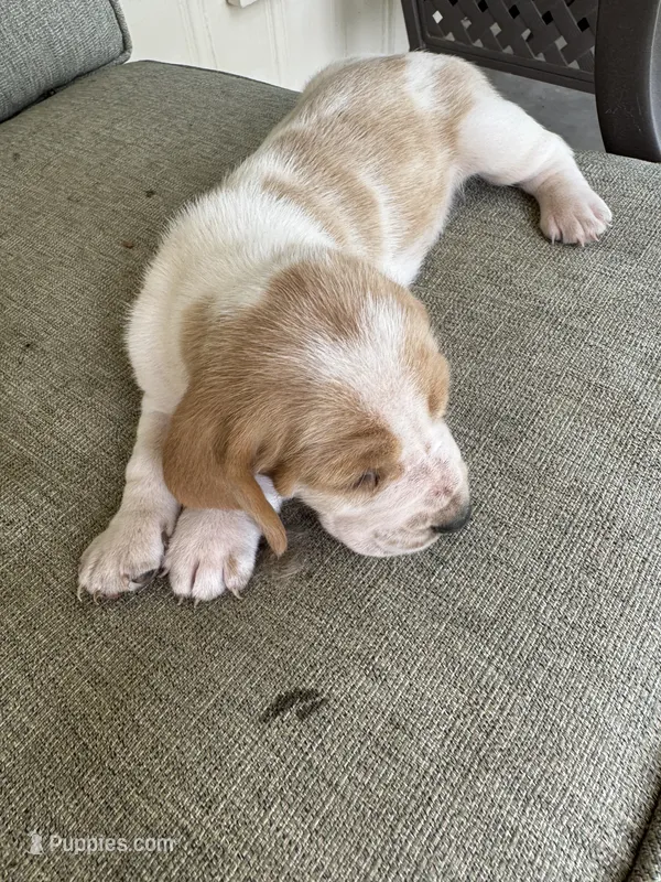 Puppy 7 – Basset Hound puppy for sale in Lawrenceburg, TN