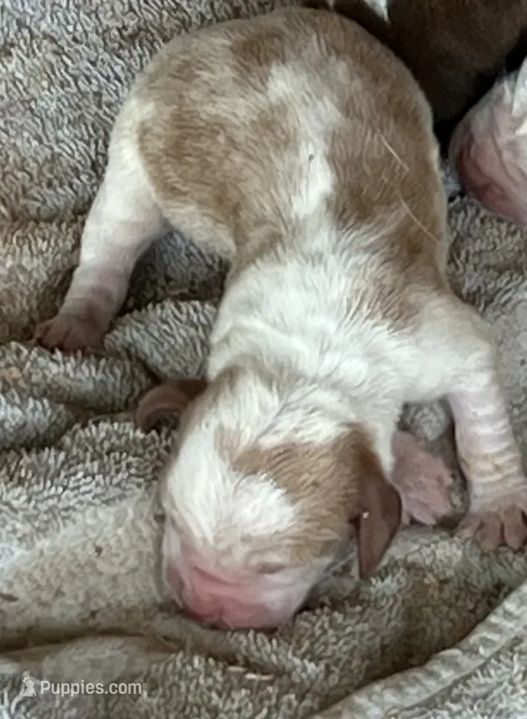 Puppy 5 – Basset Hound puppy for sale in Lawrenceburg, TN
