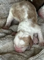 Puppy 5, a male Basset Hound for sale in Lawrenceburg, TN – 1 of 1