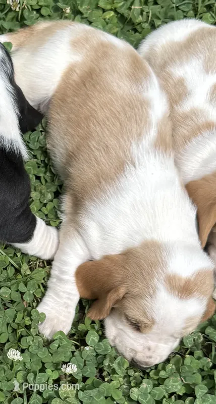 Puppy 2 – Basset Hound puppy for sale in Lawrenceburg, TN