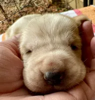 Puppy 5, a female Basset Hound for sale in Lawrenceburg, TN – 2 of 2