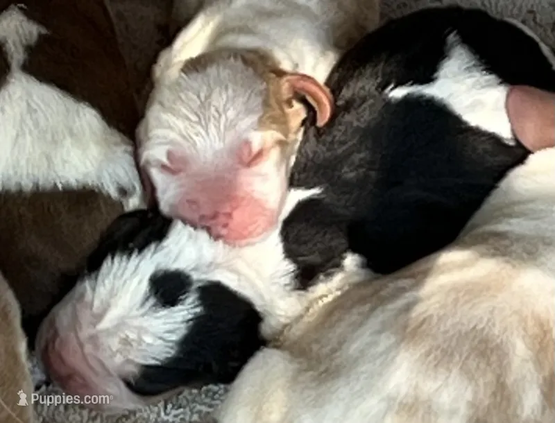 Puppy 3 – Basset Hound puppy for sale in Lawrenceburg, TN