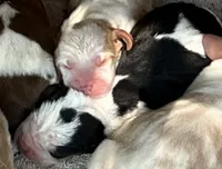 Puppy 3, a male Basset Hound for sale in Lawrenceburg, TN – 1 of 1