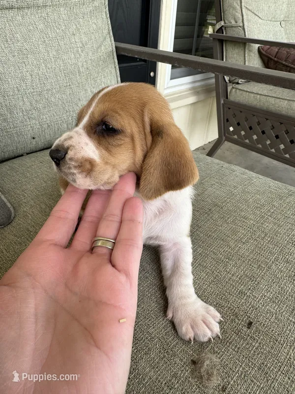 Puppy 4 – Basset Hound puppy for sale in Lawrenceburg, TN