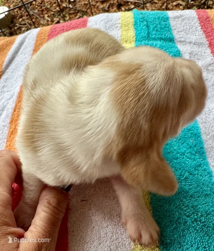 Puppy 5 – Basset Hound puppy for sale in Lawrenceburg, TN