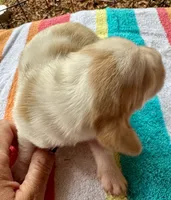Puppy 5, a female Basset Hound for sale in Lawrenceburg, TN – 1 of 2