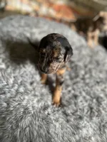 No name, a female Billy for sale in Huron, TN – 4 of 8