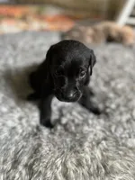 No name, a female Billy for sale in Huron, TN – 6 of 8