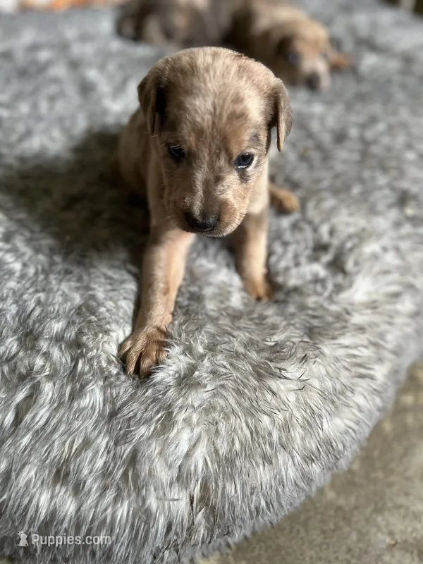 No name – Billy puppy for sale in Huron, TN