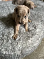 No name, a female Billy for sale in Huron, TN – 1 of 8