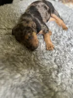 No name, a female Billy for sale in Huron, TN – 2 of 8