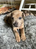 No name, a female Billy for sale in Huron, TN – 3 of 8