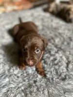 No name, a female Billy for sale in Huron, TN – 7 of 8