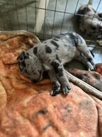 No name, a female Billy for sale in Huron, TN – 5 of 8