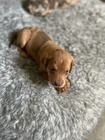 No name, a female Billy for sale in Huron, TN – 8 of 8