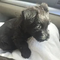 Bowie, a male Scottish Terrier for sale in Fayetteville, AR – Photo 4 of 5