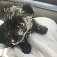 Bowie, a male Scottish Terrier for sale in Fayetteville, AR – Photo 3 of 5