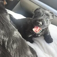 Bowie, a male Scottish Terrier for sale in Fayetteville, AR – Photo 5 of 5