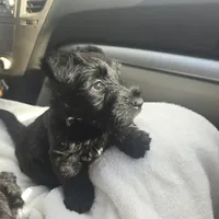 Bowie, a male Scottish Terrier for sale in Springdale, AR – 3 of 7