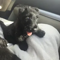 Bowie, a male Scottish Terrier for sale in Springdale, AR – 2 of 7