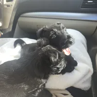 Bowie, a male Scottish Terrier for sale in Springdale, AR – 5 of 7