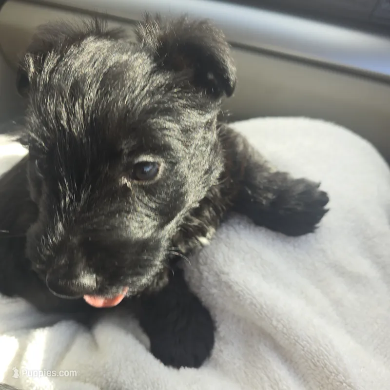 Bowie – Scottish Terrier puppy for sale in Springdale, AR