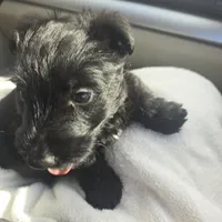 Bowie, a male Scottish Terrier for sale in Springdale, AR – 1 of 7