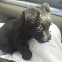 Bowie, a male Scottish Terrier for sale in Springdale, AR – 4 of 7