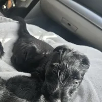Bowie, a male Scottish Terrier for sale in Springdale, AR – 7 of 7