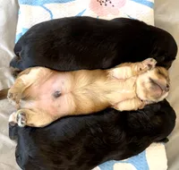 Dash, a male Chorkie for sale in Alameda, CA – 2 of 2