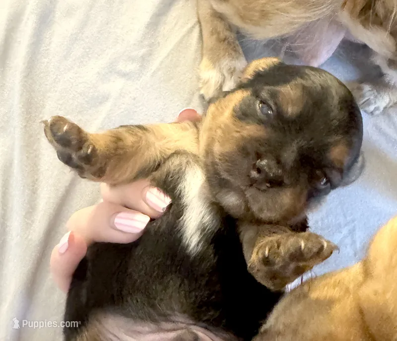 Domino – Chorkie puppy for sale in Alameda, CA