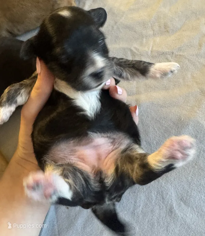 Dotti – Chorkie puppy for sale in Alameda, CA