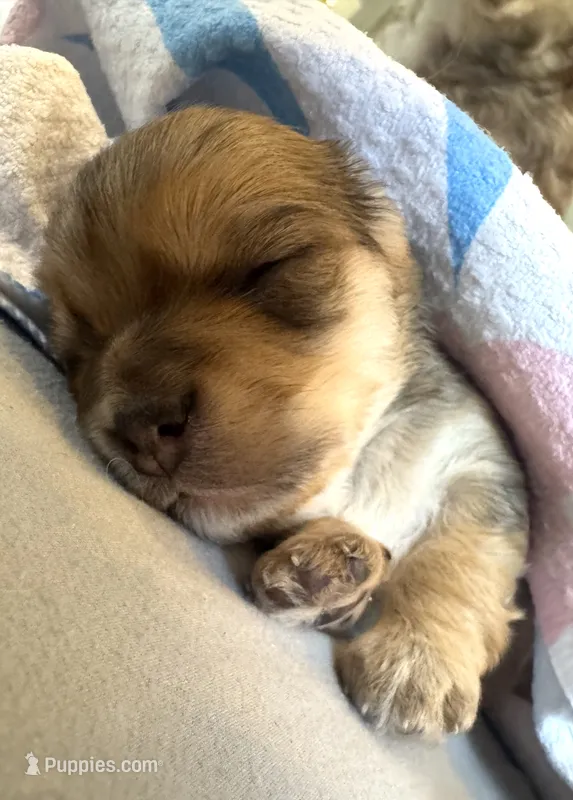 Dash – Chorkie puppy for sale in Alameda, CA