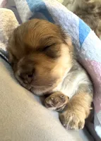 Dash, a male Chorkie for sale in Alameda, CA – 1 of 2