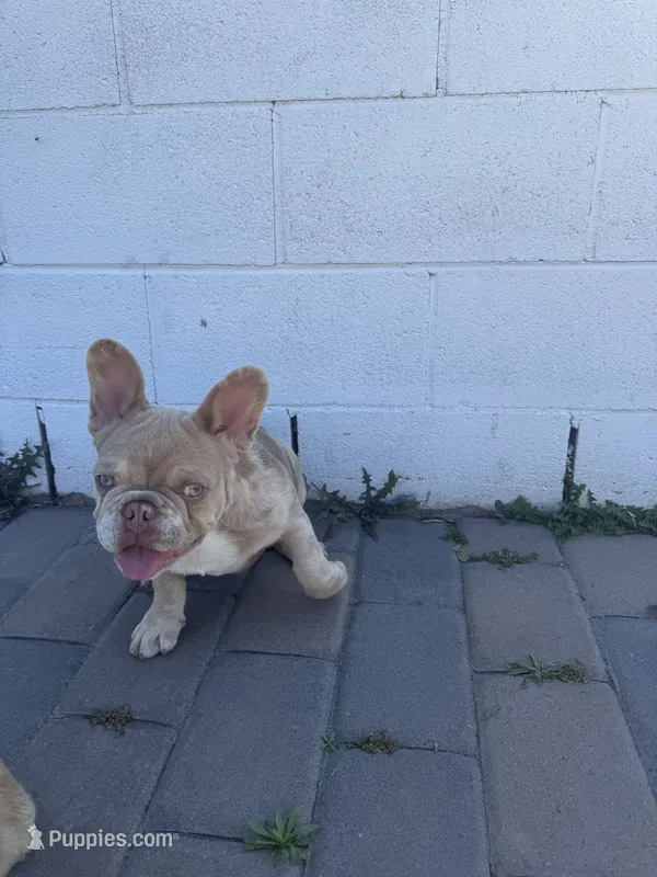Merl – French Bulldog puppy for sale in Lawndale, CA