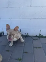 Merl, a male French Bulldog for sale in Lawndale, CA – 1 of 2
