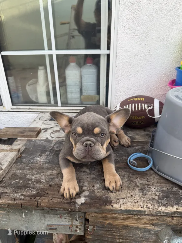 Frenchie – French Bulldog puppy for sale in Lawndale, CA