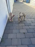 Merl, a male French Bulldog for sale in Lawndale, CA – 2 of 2