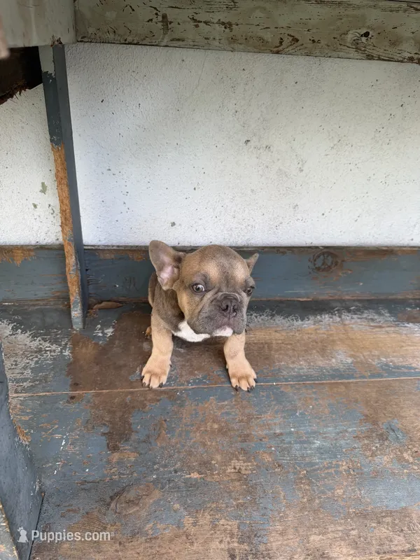 Frenchie – French Bulldog puppy for sale in Lawndale, CA