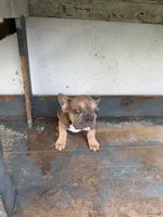 Frenchie, a male French Bulldog for sale in Lawndale, CA – 1 of 1