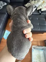 Gremlina, a female French Bulldog for sale in San Jose, CA – Photo 2 of 2