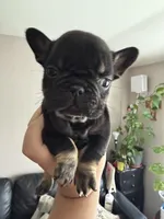 Niña, a female French Bulldog for sale in San Jose, CA – Photo 1 of 3