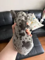 Gatita, a female French Bulldog for sale in San Jose, CA – Photo 2 of 2