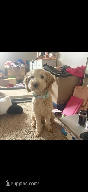 Sasha, a female Miniature Goldendoodle for sale in Reading, PA – Photo 1 of 1