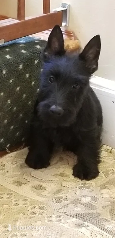 AKC - Violet  – Scottish Terrier puppy for sale in Buffalo Junction, VA