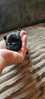 Green Collar Male , a male Pug for sale in Long Lane, MO – 3 of 3