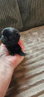 Pink Collar Girl , a female Pug for sale in Long Lane, MO – 1 of 3